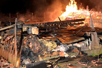 Assamstadt: 22 Zuchtschafe verbrennen bei Scheunenbrand